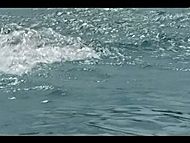 clip-Blood Surf-Arti