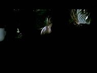 clip-The Seduction-Jamie