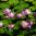 NAGU's picture