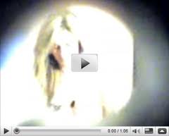 Erin Andrews Tape 2009 movie nude scenes